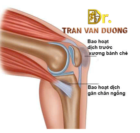Vị trí bao hoạt dịch gân chân ngỗng đầu gối – Bác sĩ Trần Văn Dương (TP.HCM)