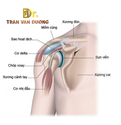 Hình minh họa cấu trúc Sụn Viền Vai - Bác sĩ Trần Văn Dương (TP.HCM)